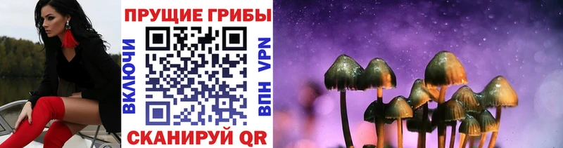 сколько стоит Новоульяновск Псилоцибиновые грибы Cubensis